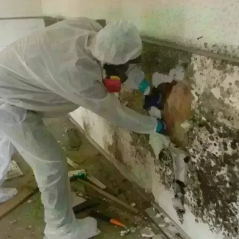 Mold Remediation and Removal in Beaver Falls, PA